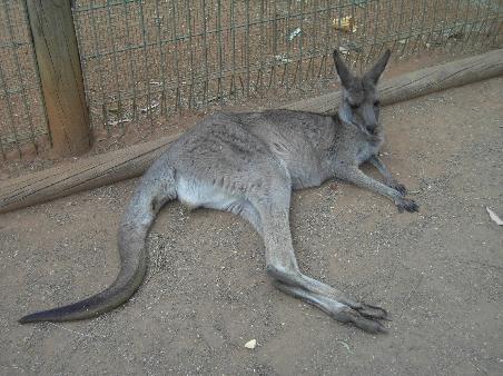 Kangoroo