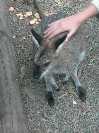 Wallabee