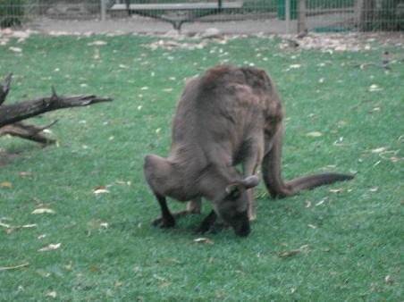 Kangoroo