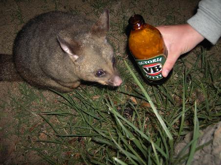 na? Schmeckts?
Fuer den Tierschutz: of course we didn't give him beer!
