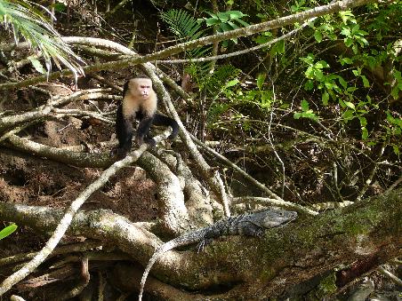 Mono y Iguana...nen Affe und ein Leguan, wat es nich allet jibt
