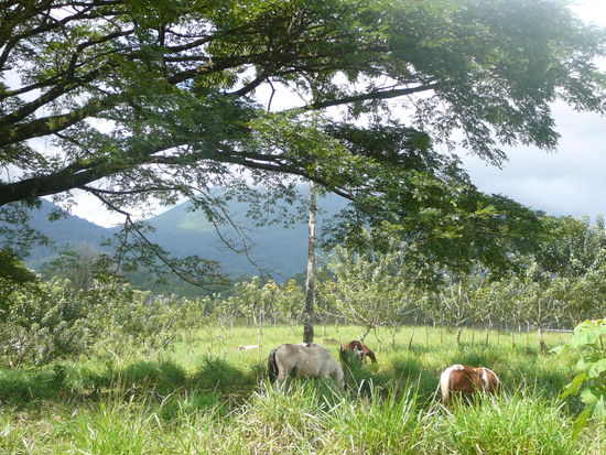 ...im Hintergruynd der Vulkan!