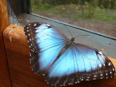 ..ein Schmetterling, auf Spanisch heissen die Dinger Mariposa..