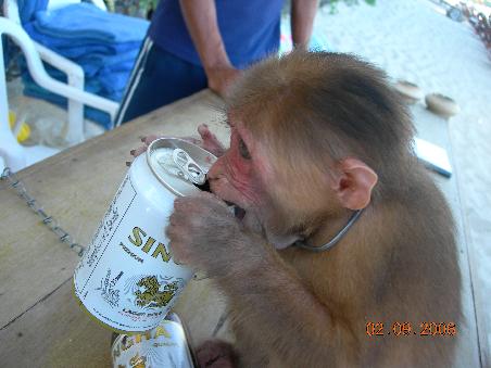 Die kleine Lady hat eben Geschmack, hat sich gleich unser Singha Bier geschnappt - Guldig das Affl
