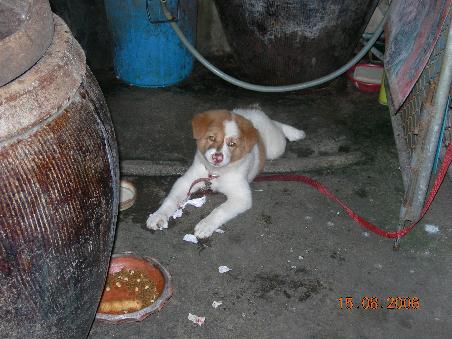 Kleiner Hund mit grosser Zukunft...