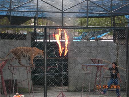 Tiger auf dem Sprung durchs Feuer