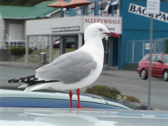 Tier mit Fluegeln...