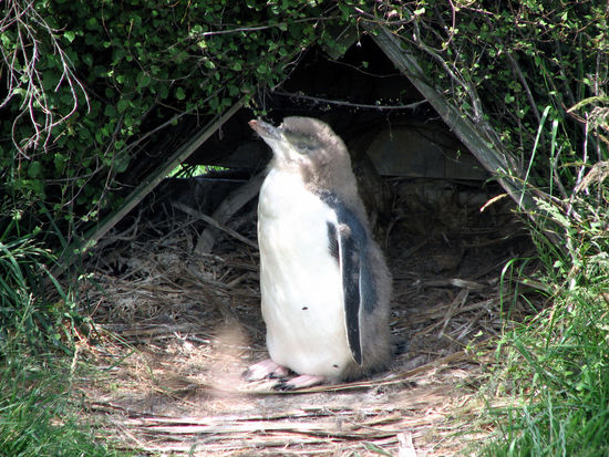 und denn kleinen habe ich unterwegs in einem Pingiun Reservat getroffen. Er heisst Bill und ist ein Babypinguin der Gelbaugen Pinguine...der seltensten Pinguinsorte der Welt! Leider haben diese als Babypinguine noch keine gelben Augen! (das waren jetzt 5mal Pinguin  )