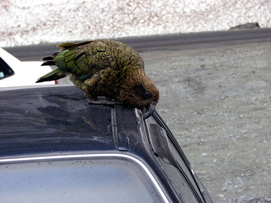 der garstige Papagei hat versucht mein Auto aufzufuttern...