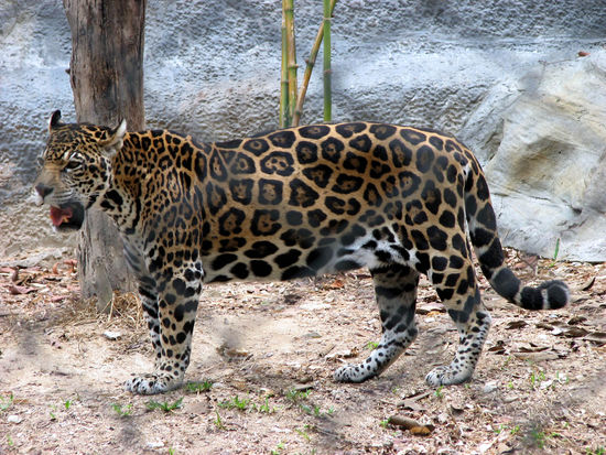 im mega riesen zoo von chiang mai...