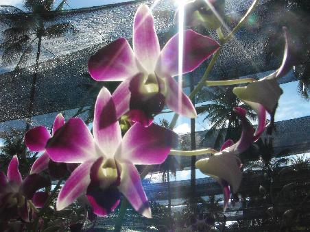 Orchideenfarm