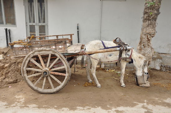 Vorne rein, hinten raus ! Ich liebe die Eselkarren, es ist absolut sehenswert wie sie sich ihren Weg bahnen.