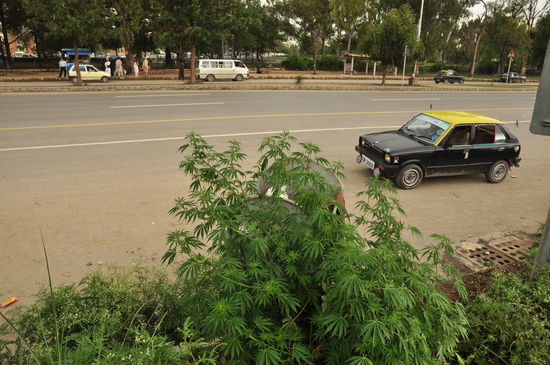 Marihuana waechst ueberall in Islamabad