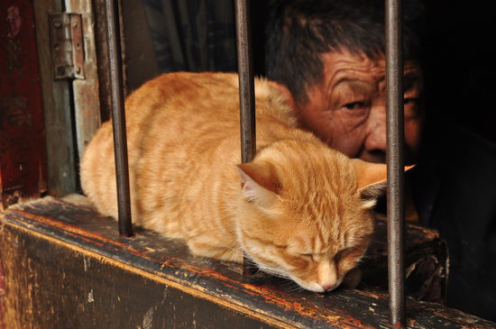 Nein, Gott sei Dank noch nicht "auf den Hund gekommen", es ist nur eine Katze vor dem Fenster.