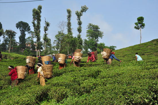 Teeplantagen in Ilam