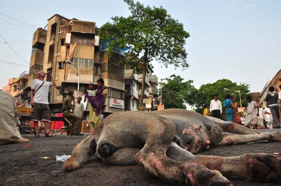 Hundeleben in Kalkutta ...