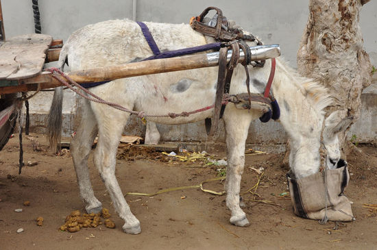 Quetta, Baluchistan/ Pakistan