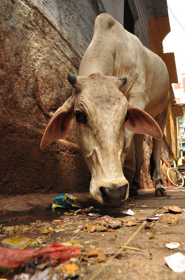 Varanasi, Indien