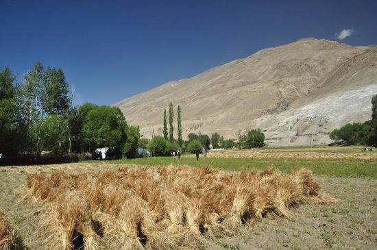 Getreide wird vor dem Dreschen getrocknet.