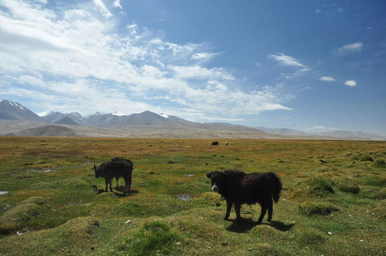 Junge Yaks grasen auf den sumpfigen Weiden