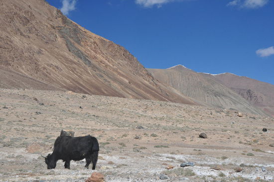 Grasende Yaks entlang der Straße