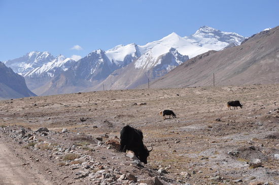 Grasende Yaks entlang der Straße, im Hintergrund die 6000er des Pamirs