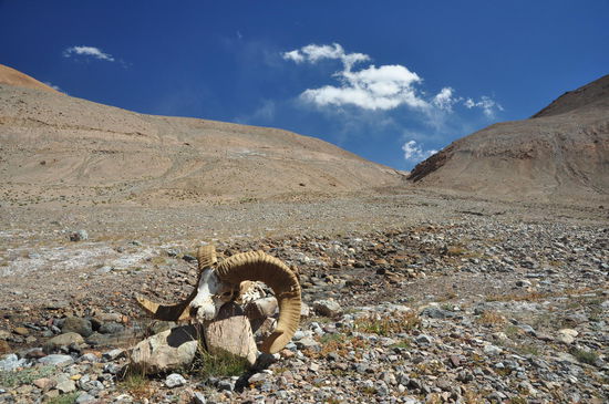 Schädel eines vom Wolf gerissenen Marco Polo Schafs