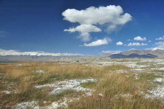 Gras und salzige Erde am Karakul