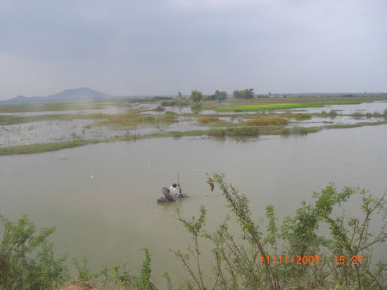 Wasserbueffelfarmer ohne Wasserbueffel