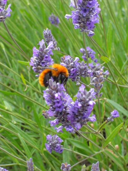 Schwesterherz und Mutterherz