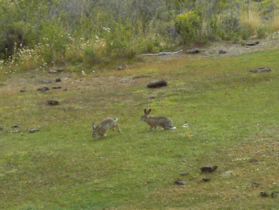 Es gab sehr viele Hasen hier oben, aber diese Beiden hatten sich besonders lieb...........