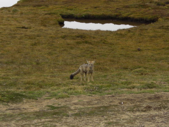 Wo Fuchs und Hase sich gute Nacht sagen