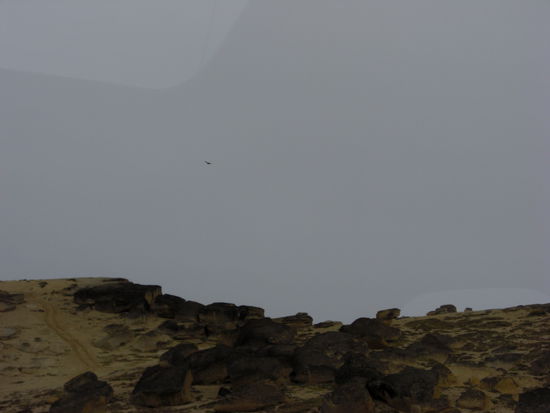 Schwer zu erkennen, es ist aber ein Condor