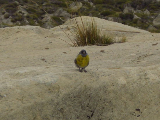 Wer kann mir sagen, wie dieser Vogel heißt?