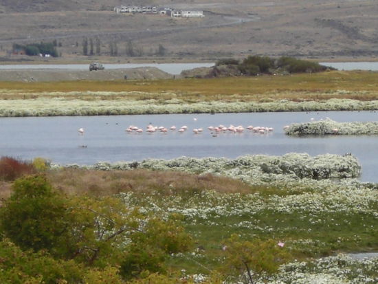 Auch Flamigos gibts hier