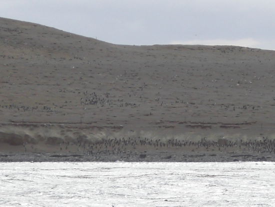 Fast 150.000 Pinguine leben hier