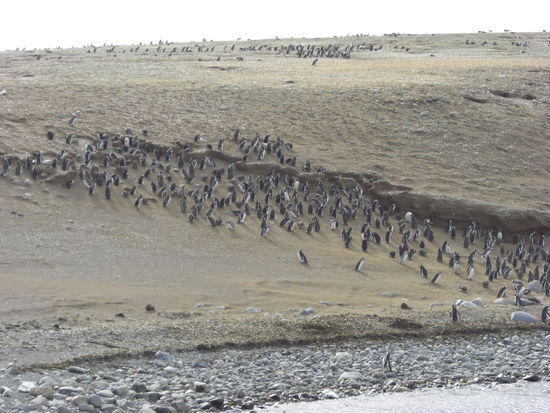 Hier sind 358 davon zu sehen 