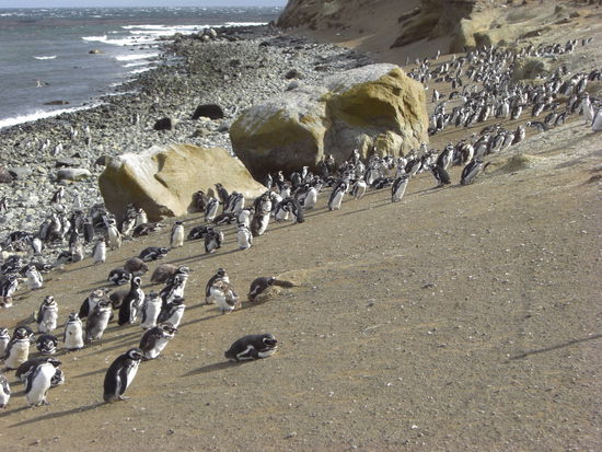 Die Pinguine stellen sich regelrecht gegen den starken Wind, sie scheinen Ihn zu lieben
