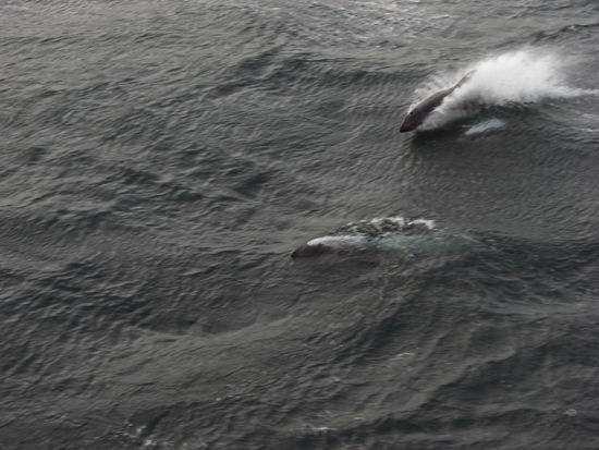 Delphine beim Spiel mit den Wellen