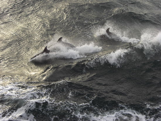 Es waren 5 Delphine, die mit dem Schiff gespielt haben, echt cool........