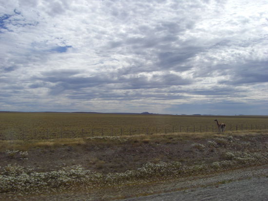 Ein Guanako, davon laufen hier sehr viele frei rum
