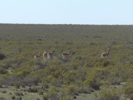Ein paar Guanakos