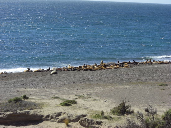 Seelöwen und See-Elefanten