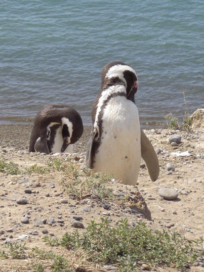 Mal wieder ein paar Magellan-Pinguine