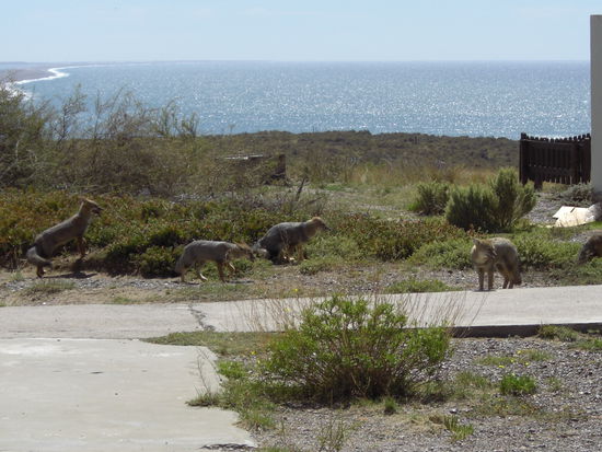 Auch ein paar Füchse waren da