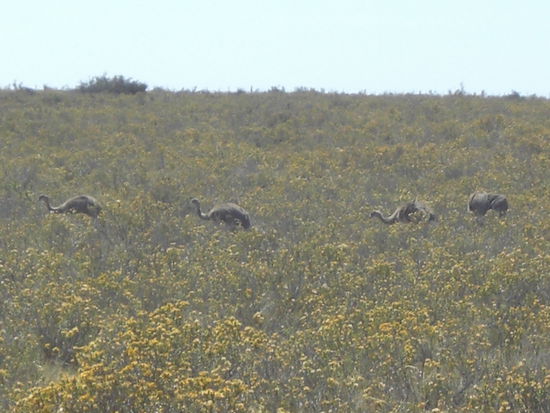 Vermutlich Emus......