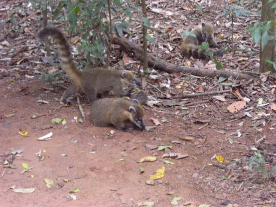 Nasenbaeren, wie suess.....