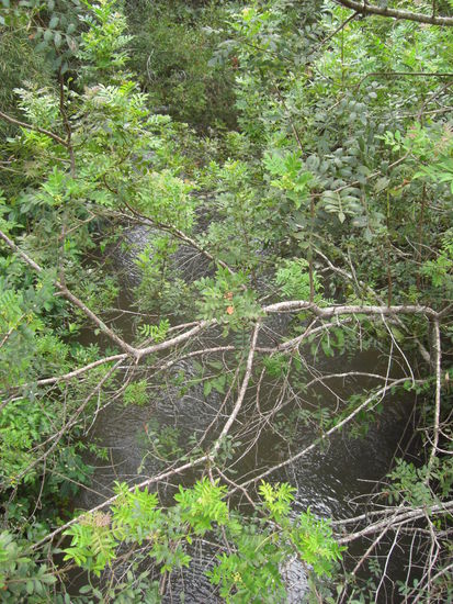 Und drin waren wir, mitten im Regenwald....