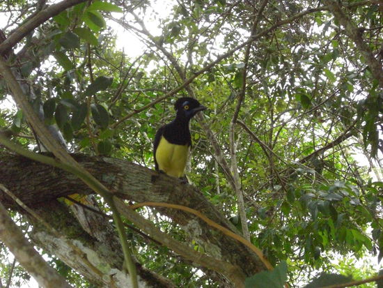 Erkennt man den Vogel