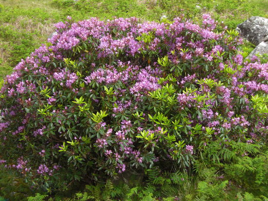 Fuer Mutter- und Schwesterherz